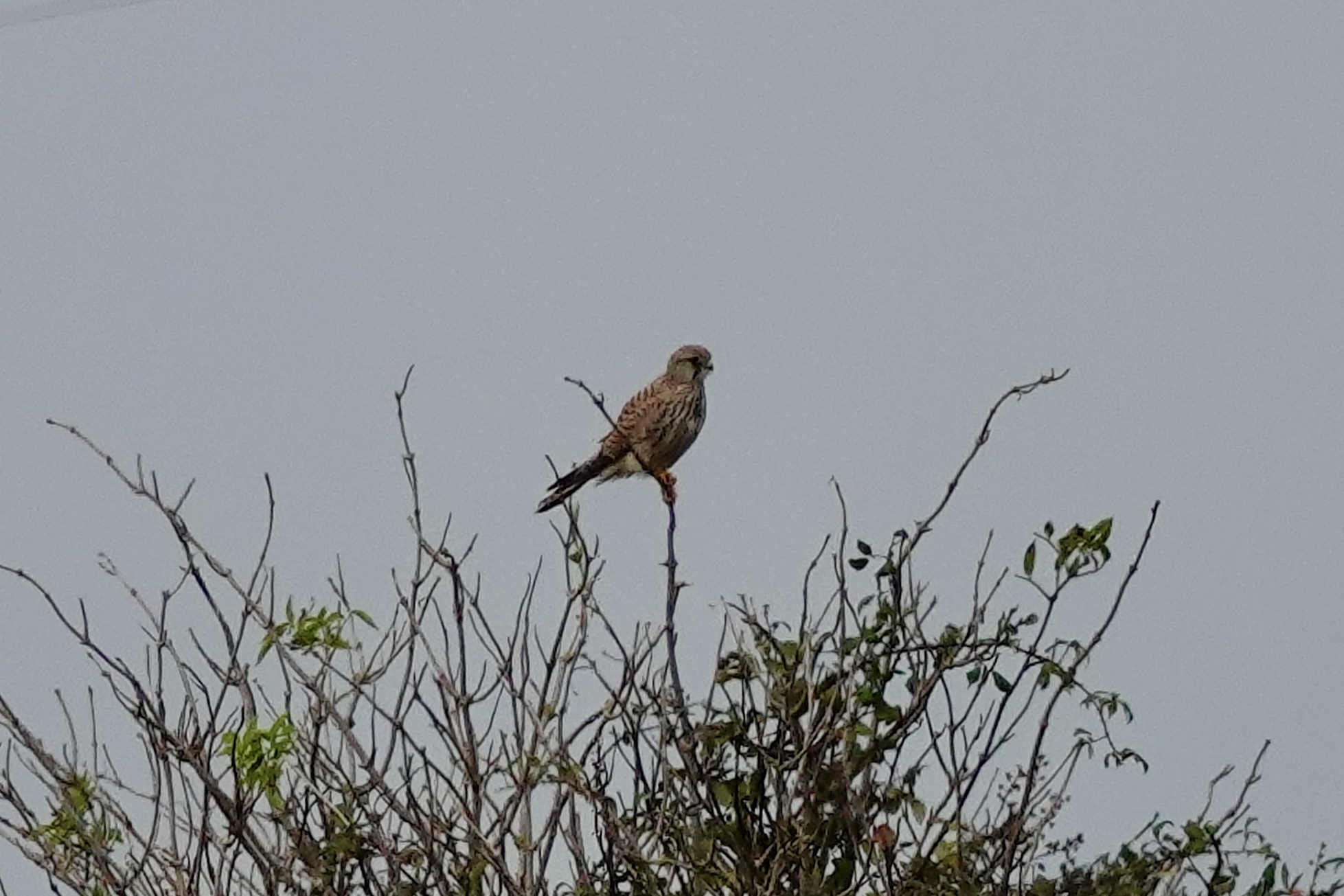 Photo of Common Kestrel at La Rochelle by のどか