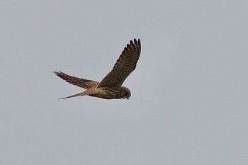 Common Kestrel La Rochelle Wed, 10/23/2019