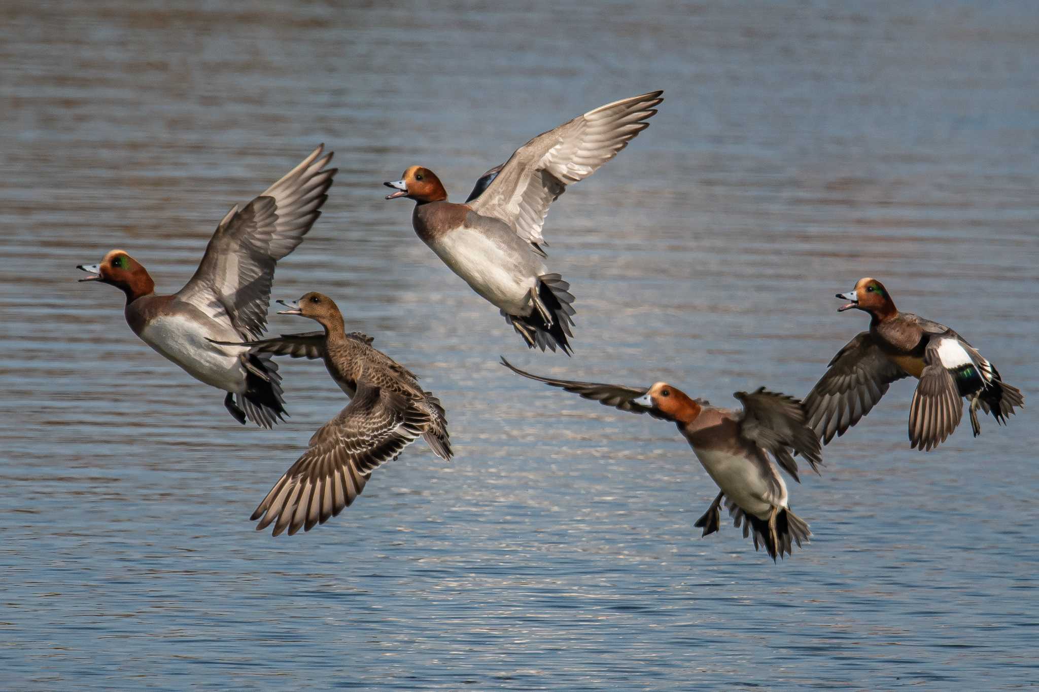 Photo of Eurasian Wigeon at 皿池(明石市大久保町) by ときのたまお