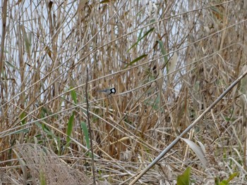 Japanese Tit North Inba Swamp Sun, 12/22/2019