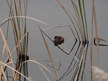 Little Grebe North Inba Swamp Sun, 12/22/2019