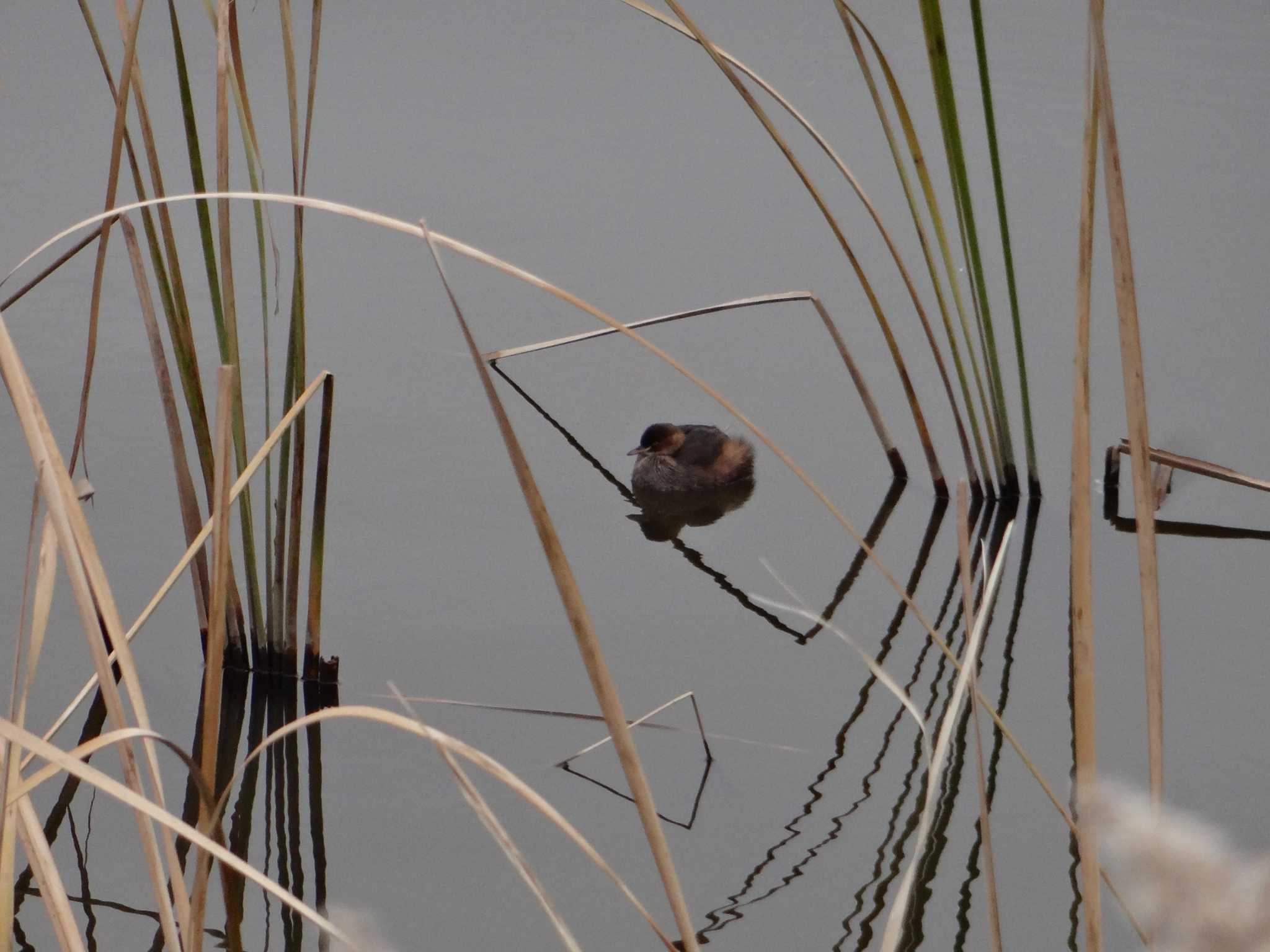 Photo of Little Grebe at North Inba Swamp by BJJ