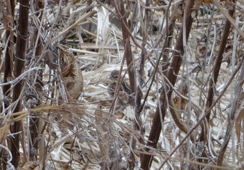 Masked Bunting North Inba Swamp Sun, 12/22/2019