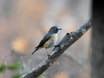 Red-flanked Bluetail 東京15 Sun, 12/8/2019