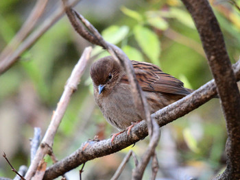 Japanese Accentor 東京15 Sun, 12/8/2019