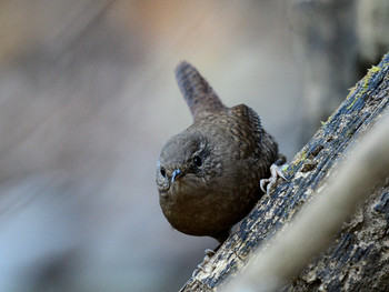 Eurasian Wren 東京15 Sun, 12/8/2019