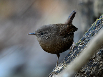 Eurasian Wren 東京15 Sun, 12/8/2019