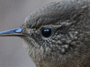 Eurasian Wren 東京15 Sun, 12/8/2019