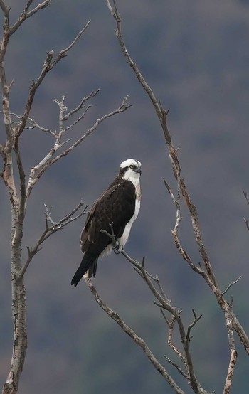 ミサゴ 山口県 山口市 2019年12月21日(土)