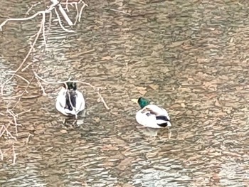 マガモ 中島公園 2019年12月23日(月)