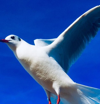 Black-headed Gull 浜名湖 Sat, 12/21/2019