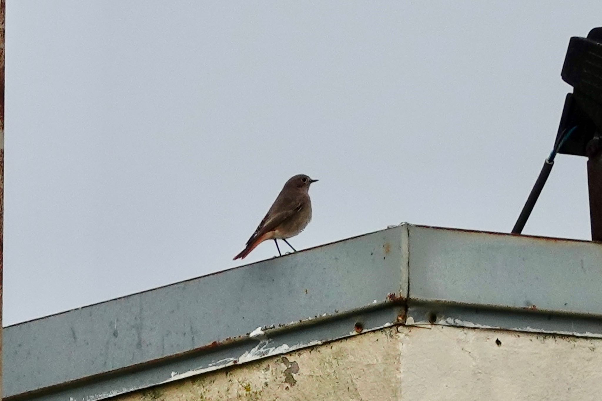 La Rochelle クロジョウビタキの写真 by のどか