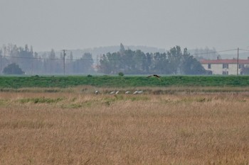 Common Crane La Rochelle Thu, 10/24/2019