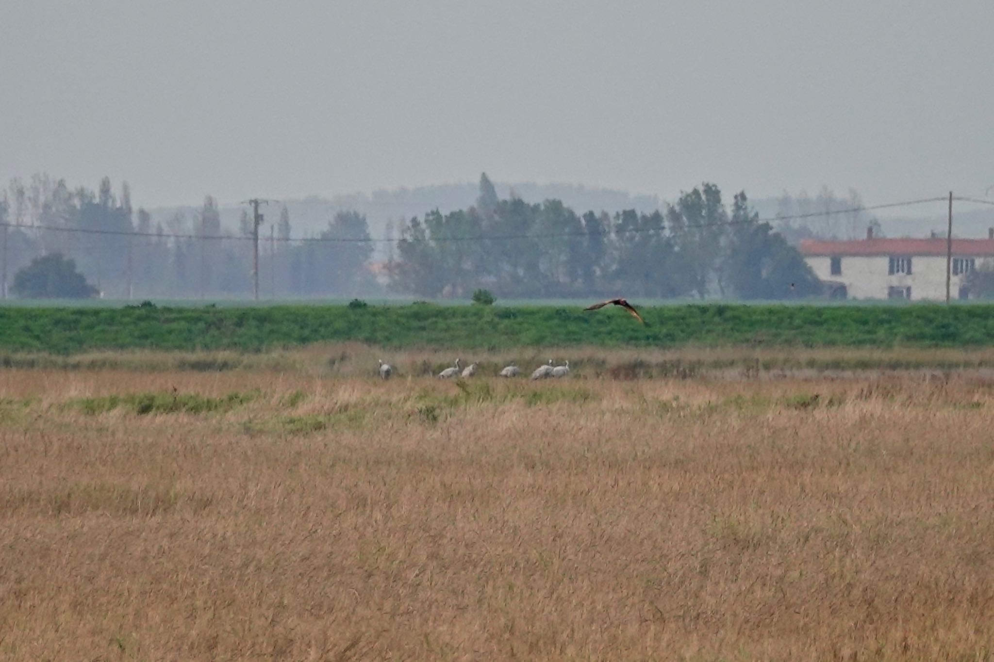 Photo of Common Crane at La Rochelle by のどか