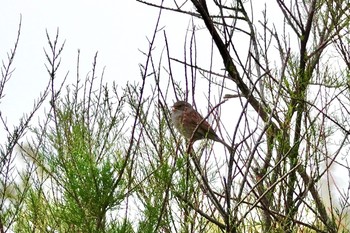 Dunnock La Rochelle Thu, 10/24/2019