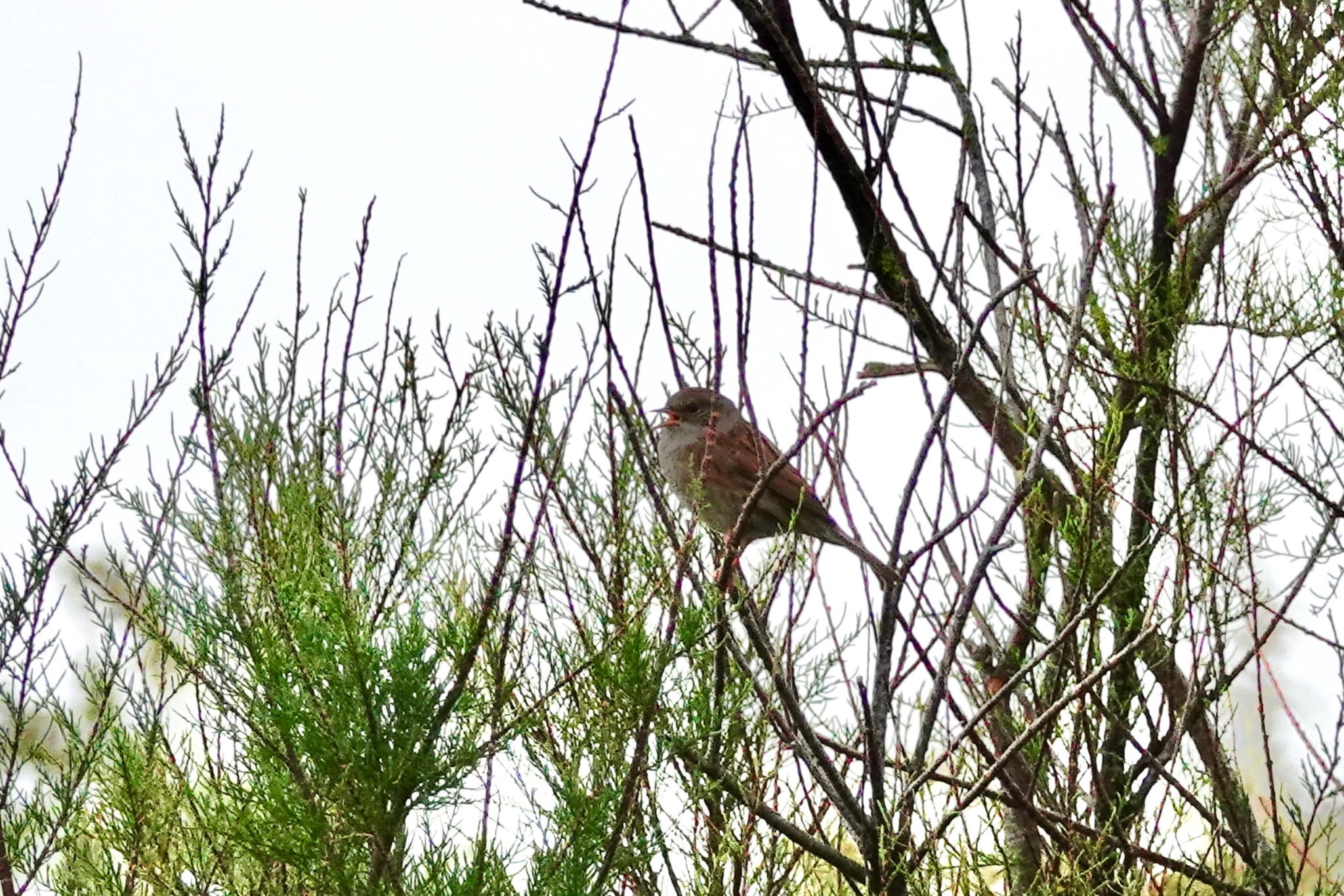 Photo of Dunnock at La Rochelle by のどか