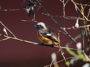 Daurian Redstart 大分県竹田市飛田川 Thu, 11/14/2019