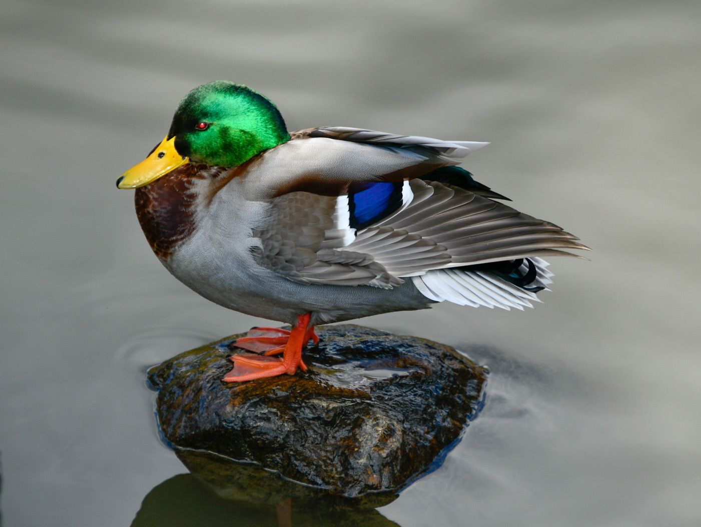 福島県 マガモの写真 by sorairo