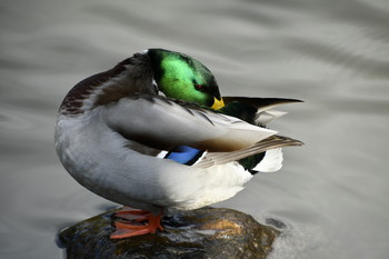 マガモ 福島県 2019年12月23日(月)