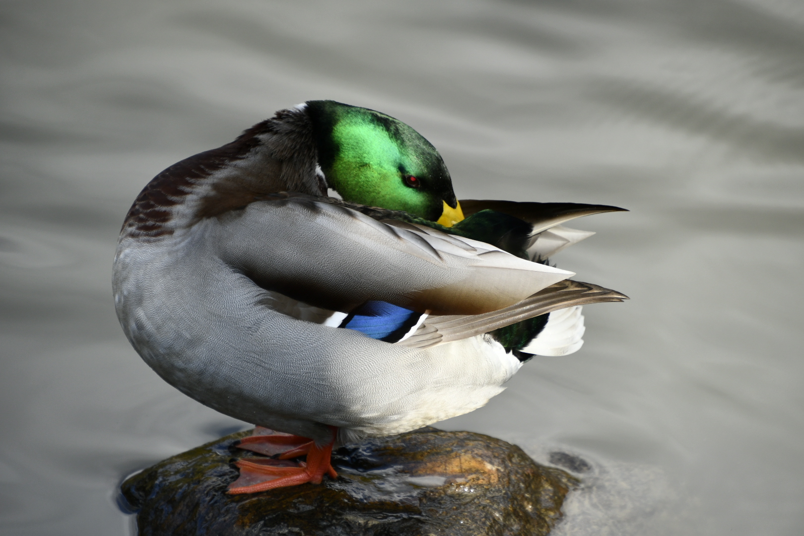 福島県 マガモの写真 by sorairo