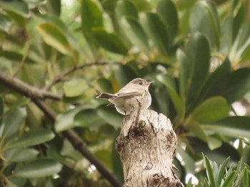 Asian Brown Flycatcher 千葉県 Sat, 12/21/2019