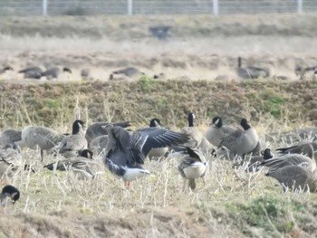 2019年12月22日(日) miyagi8.2の野鳥観察記録