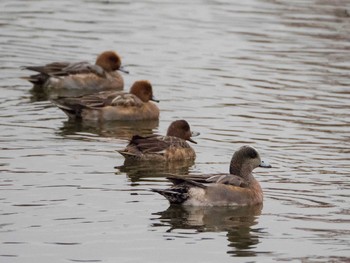 アメリカヒドリ 都立浮間公園 2019年12月21日(土)