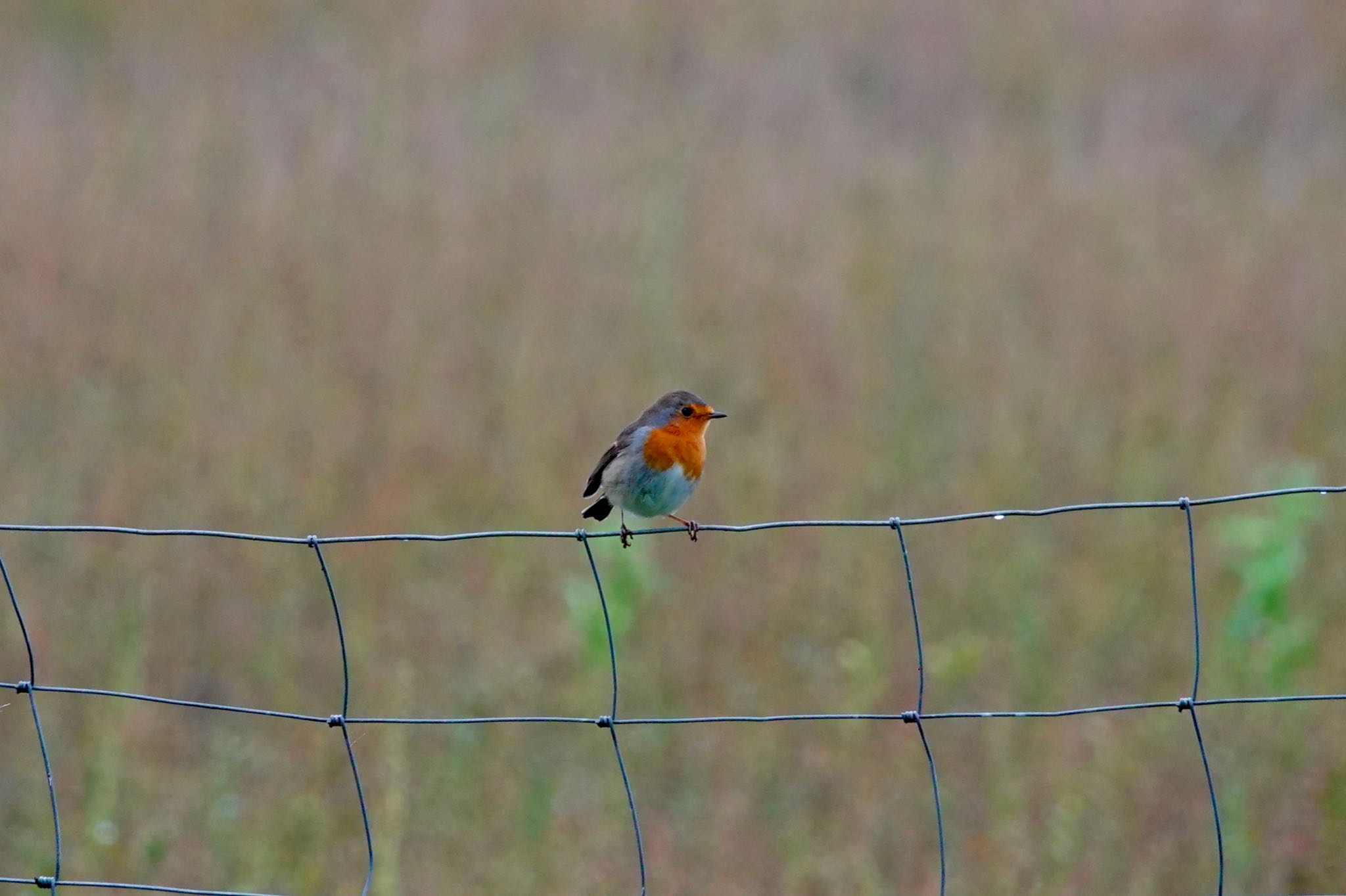 Photo of European Robin at La Rochelle by のどか