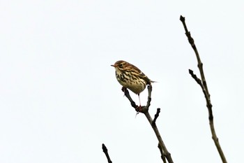 2019年10月24日(木) La Rochelleの野鳥観察記録