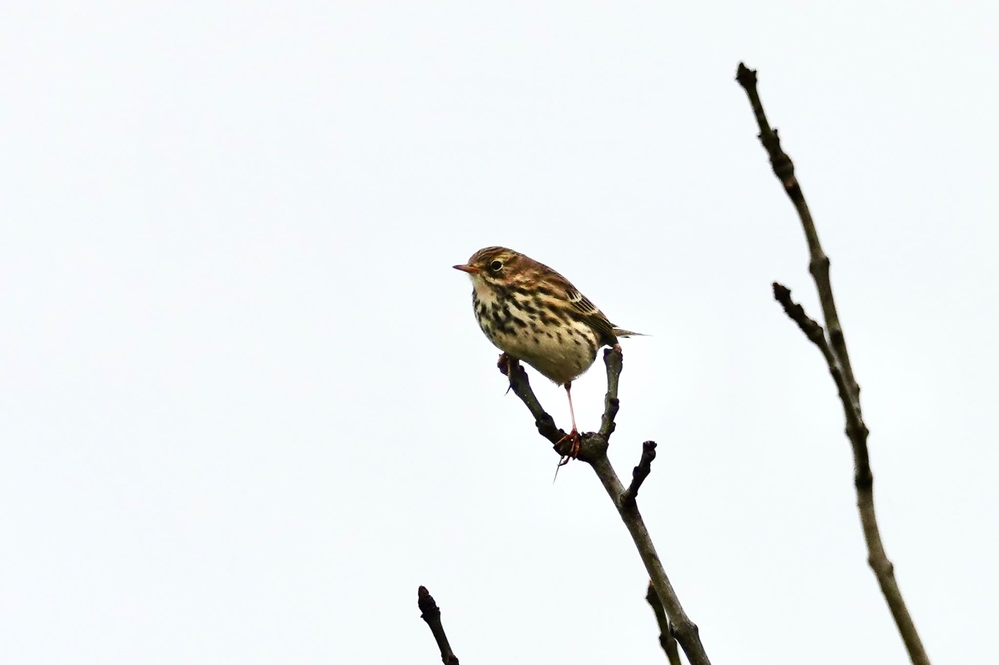 Meadow Pipit