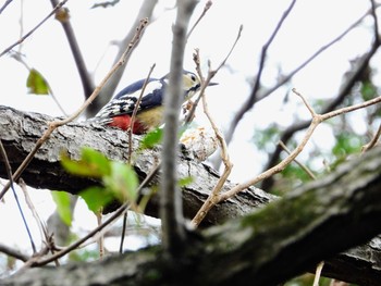 アカゲラ 水元公園 2019年12月21日(土)