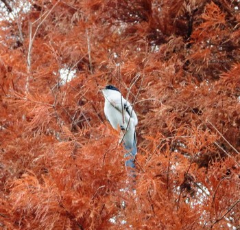 オナガ 水元公園 2019年12月21日(土)