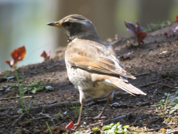 Dusky Thrush 横浜市 Sat, 4/13/2019