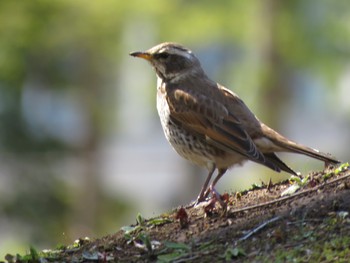 Dusky Thrush 横浜市 Sat, 4/13/2019