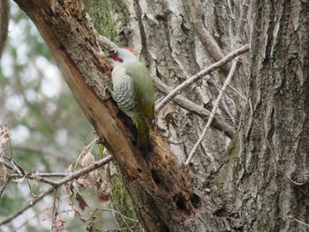 Japanese Green Woodpecker 横浜市 Sat, 3/16/2019