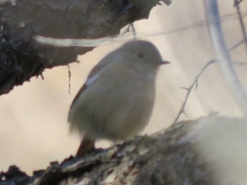 Daurian Redstart 横浜市 Sun, 3/24/2019