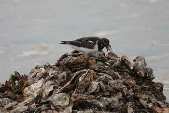 キョウジョシギ La Rochelle 2019年10月24日(木)