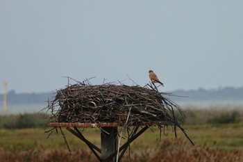 Common Kestrel La Rochelle Thu, 10/24/2019