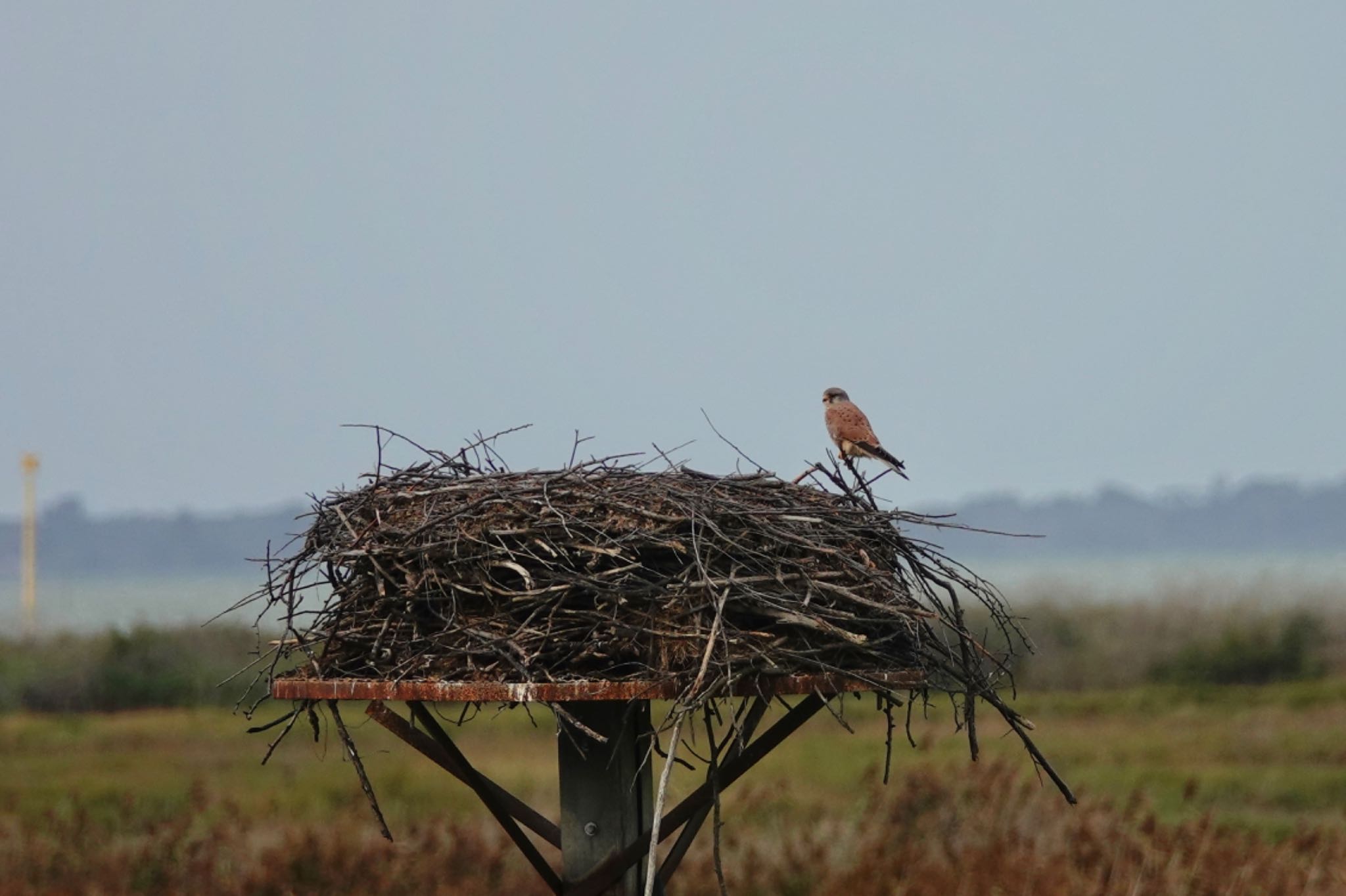 Common Kestrel