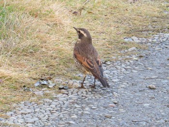 ツグミ 上和田野鳥の森 2019年12月24日(火)