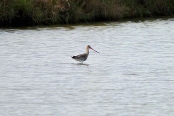 Black-tailed Godwit La Rochelle Thu, 10/24/2019