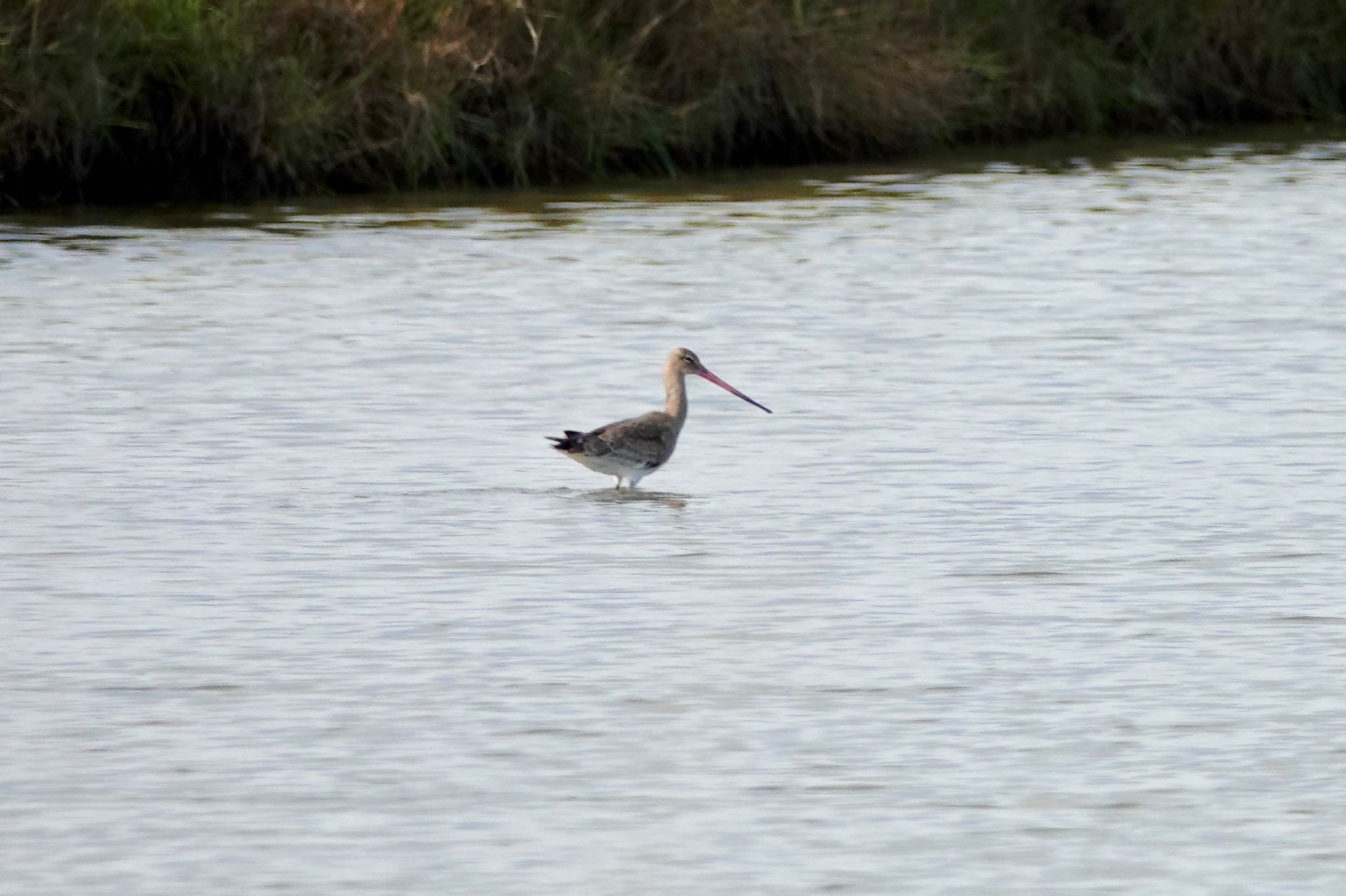 Photo of Black-tailed Godwit at La Rochelle by のどか