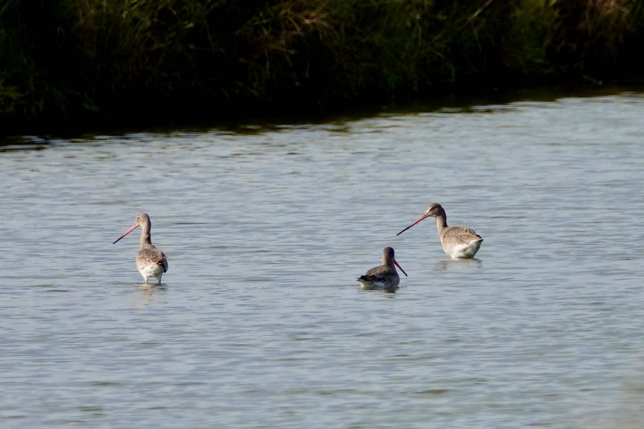 Black-tailed Godwit