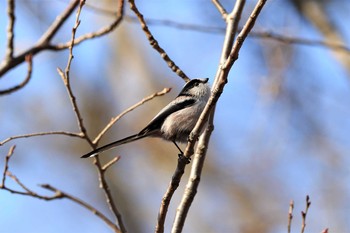 エナガ 砧公園 2019年12月24日(火)