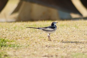 ハクセキレイ 平磯緑地公園 2019年12月24日(火)