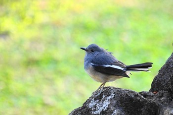 シキチョウ 台湾 2019年12月12日(木)