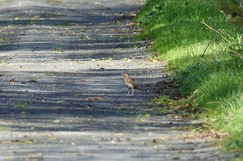 Song Thrush La Rochelle Thu, 10/24/2019