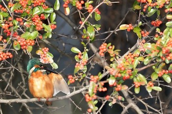 カワセミ 場所が不明 2019年12月24日(火)