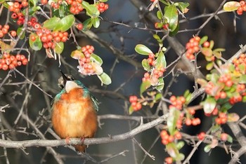 カワセミ 場所が不明 2019年12月24日(火)