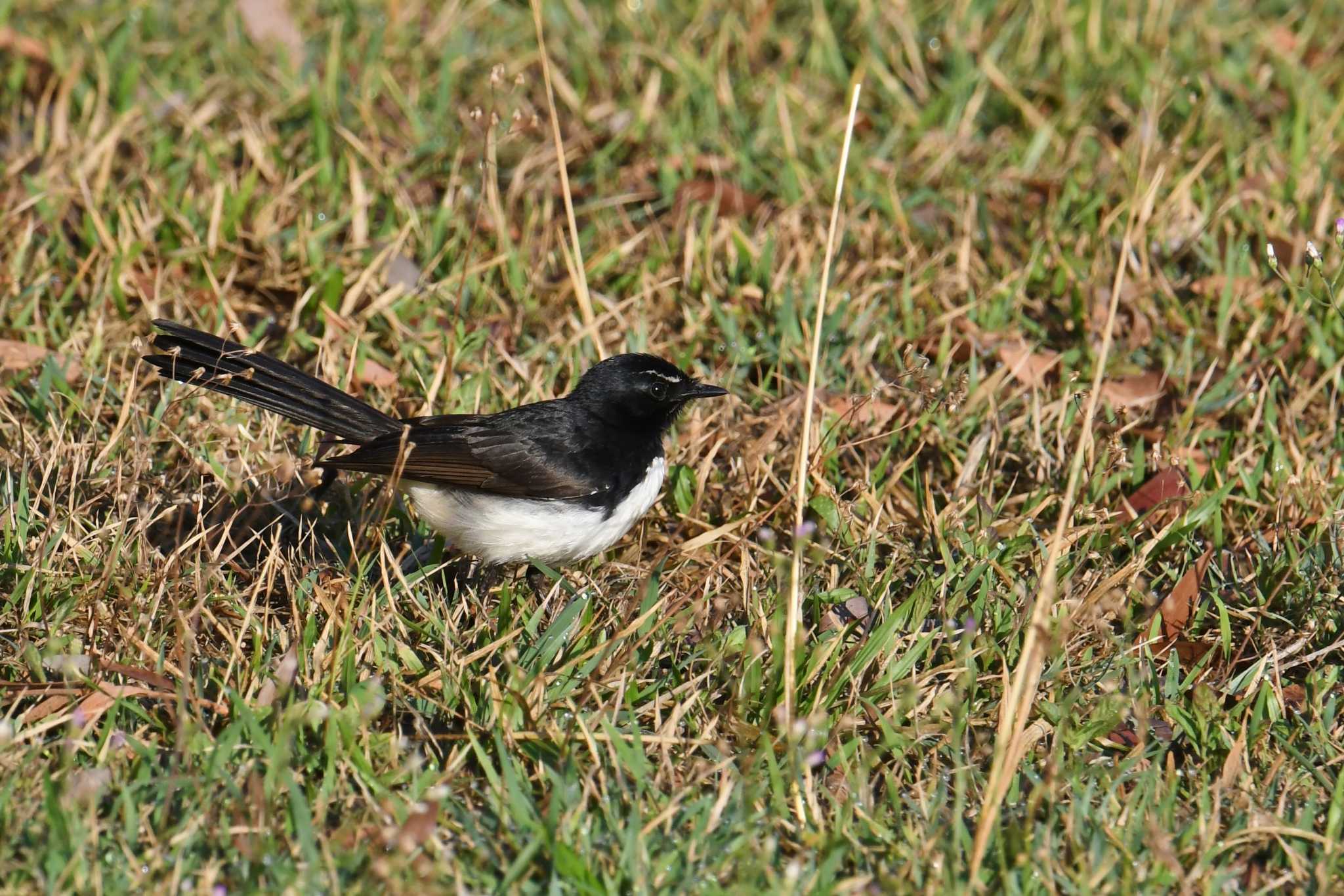 Photo of Willie Wagtail at ケアンズ by あひる